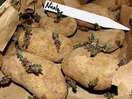 Pre-sprout your potato tubers for a few days before planting to make 