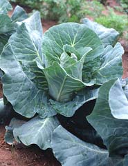 Pointed Head cabbage