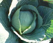 Round Headed cabbage
