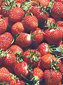 Maximize strawberry harvest by providing shade during peak flowering