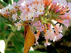 Sampling some buddleia nectar