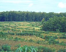On Java, young teak plantations are interplanted with corn.