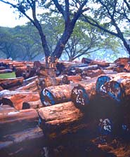 Teak logs with blue markings are certified as sustainably grown.