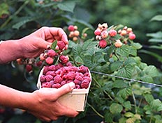 The best way to enjoy raspberries is fresh-picked