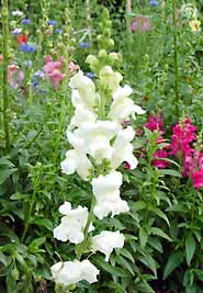 Snapdragons grow well in the sun