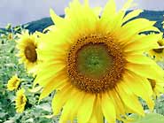 Mixed sunflowers