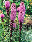 Well-behaved perennials, such as liatris, won't flop over or sprawl. They work well in formal gardens.