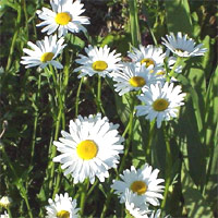 meadow daisy