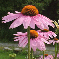 Anemone Flower on Flowers With Raised Centers  The Flower  Plant  And Root Of Some Types