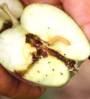 Codling moth is one of the most common apple pests
