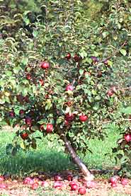 'Liberty' apple on dwarf rootstock