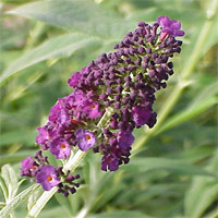Butterfly Bush Maintenance on It Is A Delight To Watch All Types Of Butterflies Sip Nectar From The