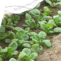 garden spinach