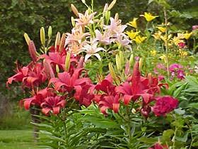 Asiatic lilies provide huge bursts of color in the summer garden. 