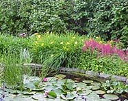Daylilies grow well at the edges of ponds and streams. 