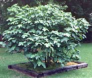 Smaller, bush-like fig trees are easiest for northern gardeners to manage.