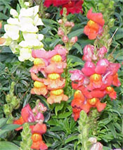 Snapdragons prefer the cool temperatures of spring and fall.