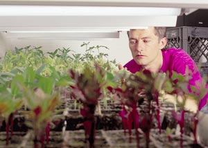 Gryniewicz checks on some of the hundreds of seedlings he starts in his basement.