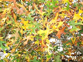 These golden leaves can be turned into "black gold" for the garden. They make great soil-enriching compost or a protective mulch. 