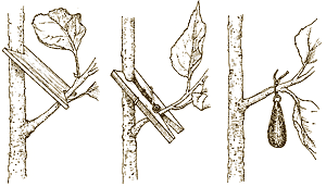 Branch spreading techniques