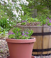 These newly planted containers will soon be cascading with flowers. 