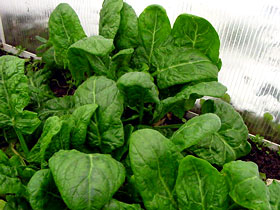 With a cold frame or other protection, cool-season crops like spinach can be enjoyed in early spring.