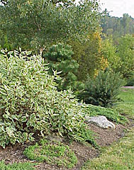 A mix of deciduous and evergreen shrubs gives this garden four-season interest.
