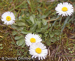 Picture Daisy Flower on Weed Library    National Gardening Association
