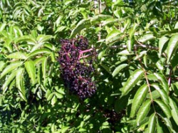 77868 shrubs, pruning Navasota TX elderberry