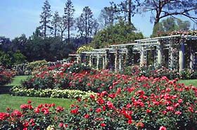 Huntington's renowned rose garden blooms from Easter to Christmas.