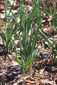 Grass-like leaves of garlic plants resist most pests.