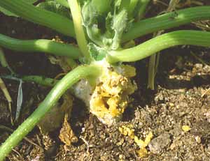 Holes in the base of squash plants are signs of the squash borer