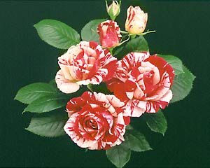  The 1997 All-America Rose Selection 'Scentimental' was created by Tom Carruth.