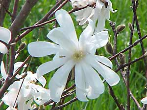 <i>Magnolia liliflora</i> 'Nigra' in dappled sunshine