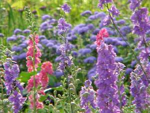 Larkspur and tall varieties of ageratum make lovely cut flowers
