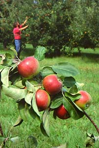 To minimize apple problems, plant disease resistent kinds, such as 'Redfree'.