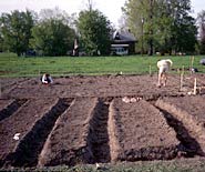 Raised beds of any form and shape are preferred by most plants