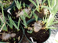 Container-grown iris are less susceptible to transplant stress.