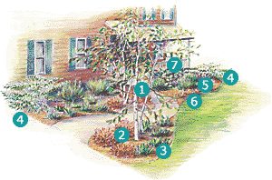 1. 'Whitespire' birch (zones 4-9); 2. 'Goldflame' spiraea (3-8); 3. Sargent juniper (3-9); 4. 'Summer Snowflake' viburnum (4-7); 5. 'Seagreen' juniper (3-9); 6. 'Emerald'n Gold' winter creeper(5-8); 7. Compact peegee hydrangea(3-8) 