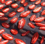 'La Roma' paste tomatoes drying in sun