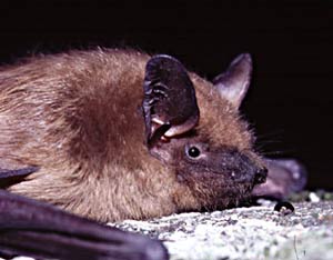If not exactly cuddly, bats are far more a threat to pests than people. 