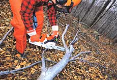 Cut off the most accessible branches first, then reposition the stump the remove tension from remaining branches.