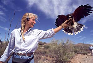A Harris hawk stars with trainer Sue Tiegielski at the raptor demonstration.