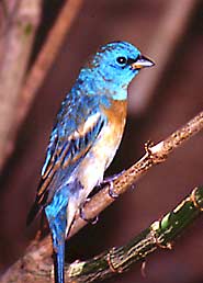 A male lazuli bunting in the aviary. 