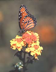A monarch butterfly visits a lantana flower in the pollination garden. 