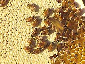 Pie-crust color and few skipped cells are evidence of a healthy honey-filled comb.