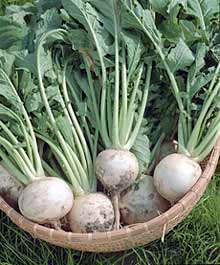 Turnips are an easy to grow, adaptable, and productive home garden crops