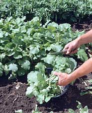 Turnip varieties for Southern-style greens include 'White Globe' and 'Purple Top'