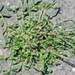 Weed info for Crabgrass