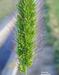 Weed info for Foxtail